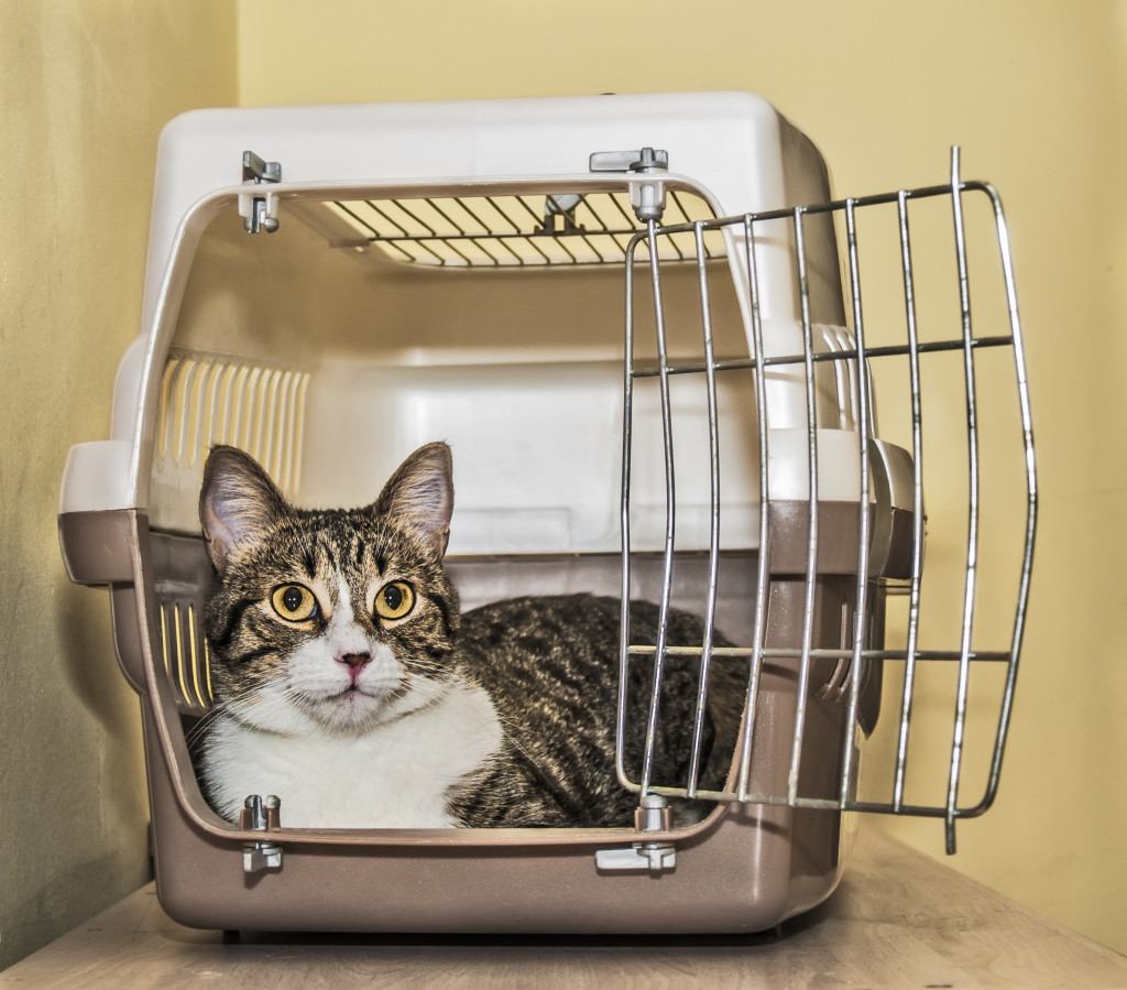 How to Put Your Cat in a Cat Carrier – and Live – Our Feline Friends